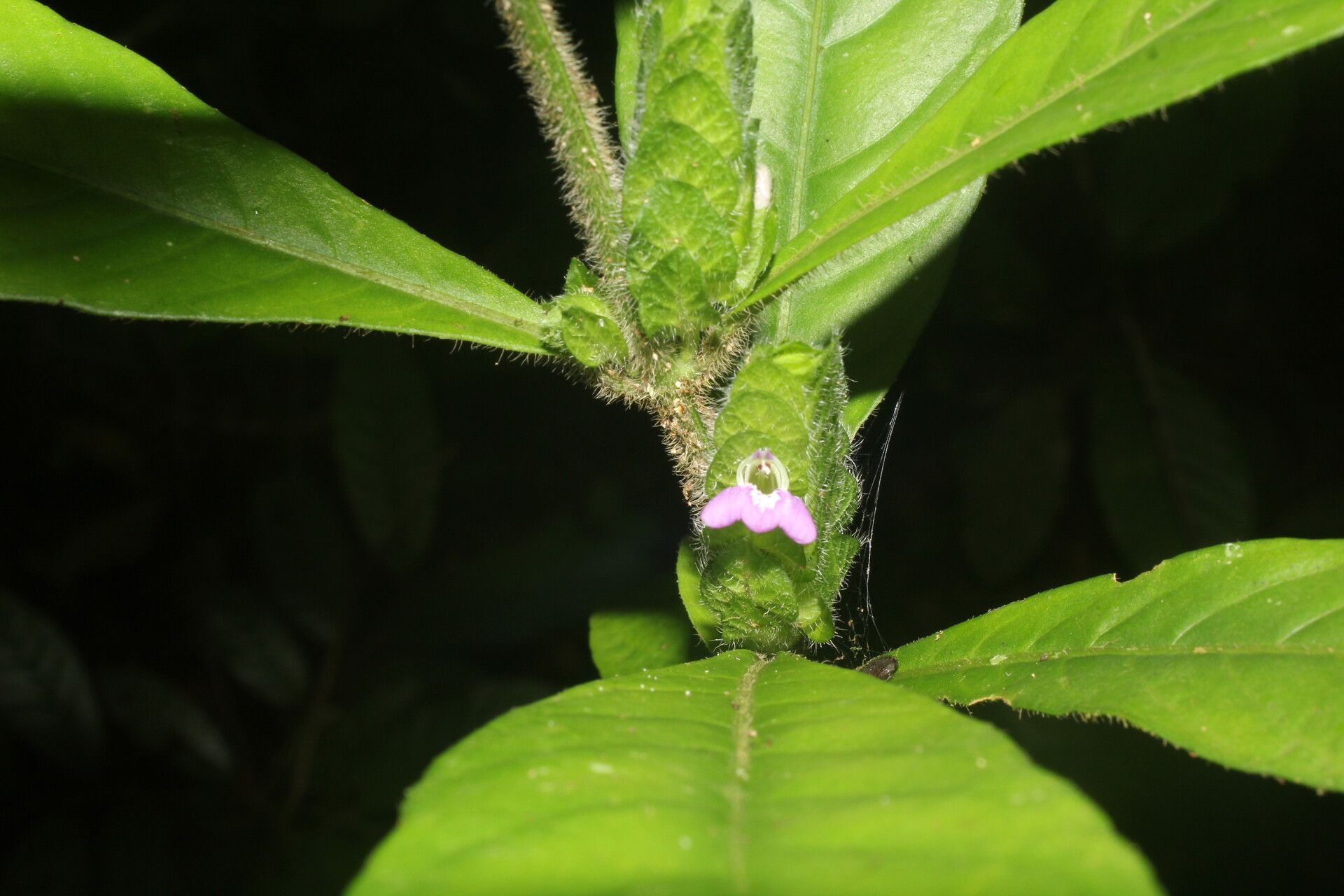 Justicia refractifolia flower
