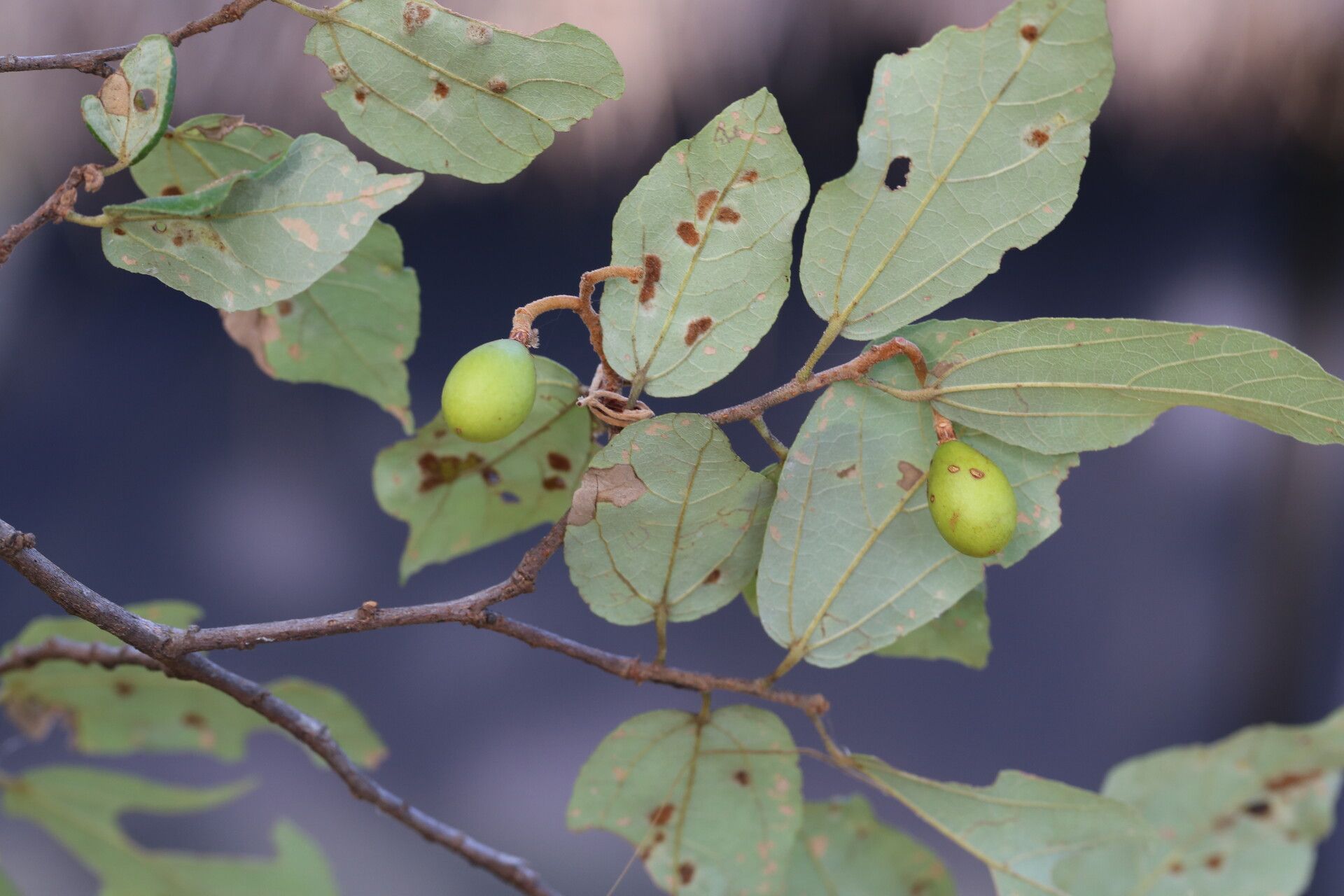Microcos conocarpoides fruit