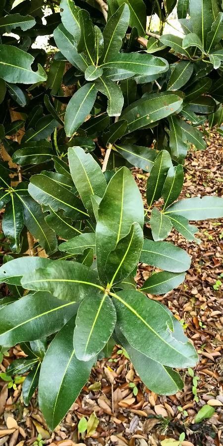 Mammea yunnanensis — search result for 'Mammea'