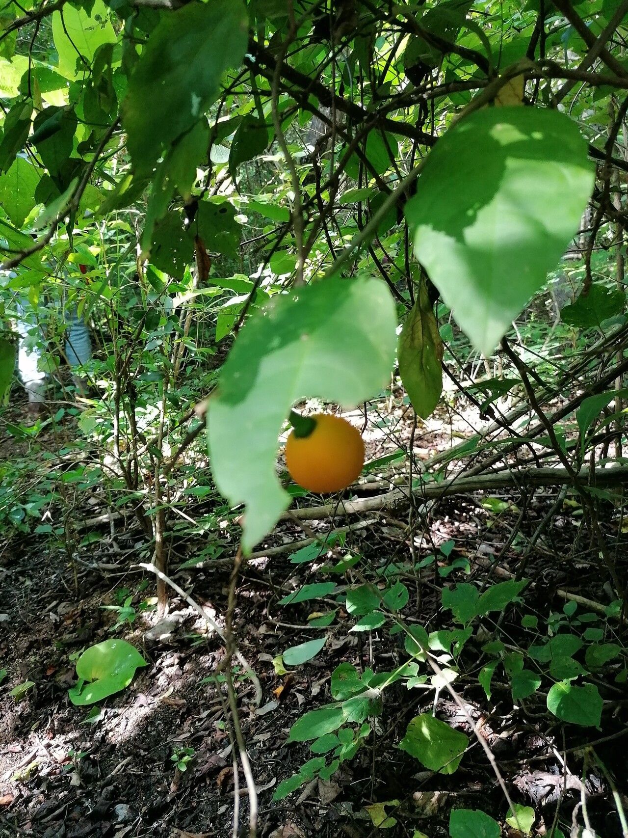 Solanum glaucescens — houseplant care guide