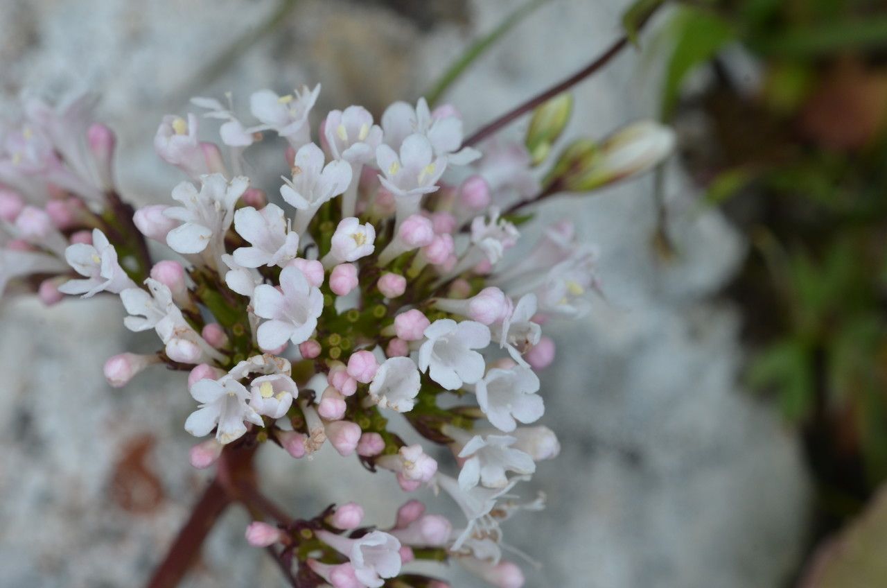 Valeriana asarifolia flower