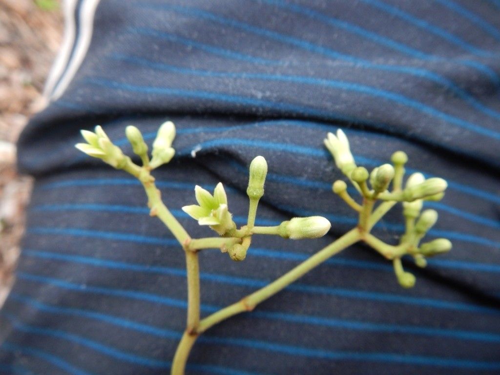 Parsonsia brachiata flower