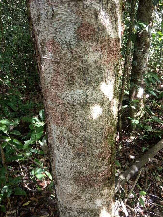 Goupia glabra bark