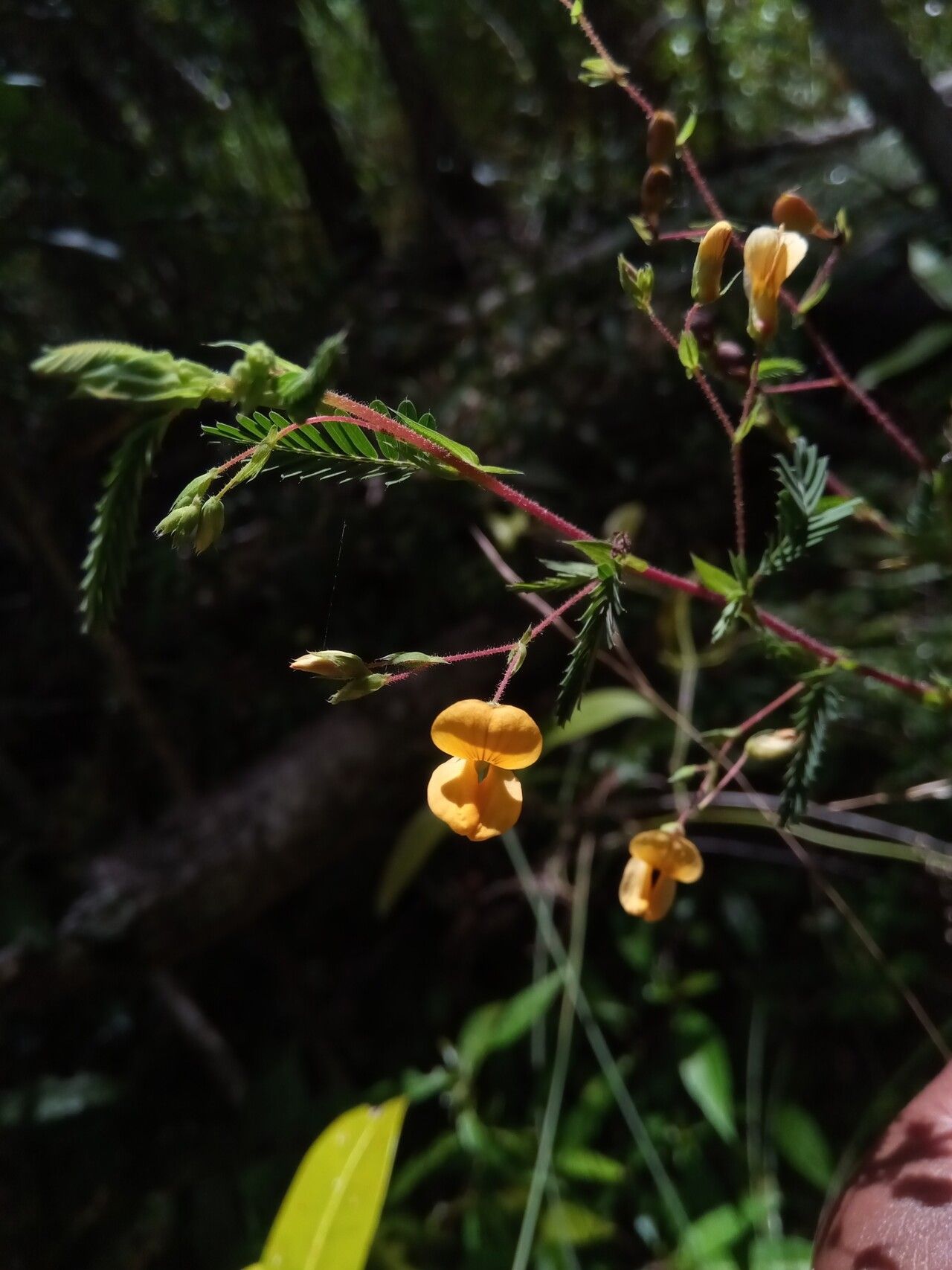 Aeschynomene heurckeana — houseplant care guide