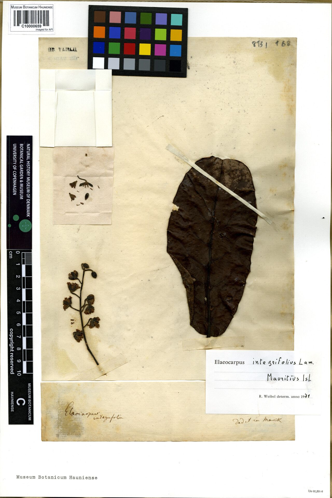 Elaeocarpus integrifolius — houseplant care guide