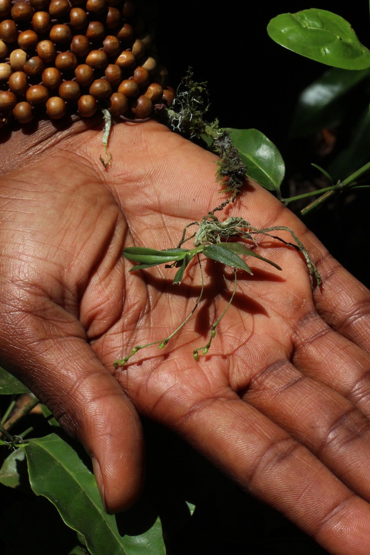 Angraecum sacciferum habit