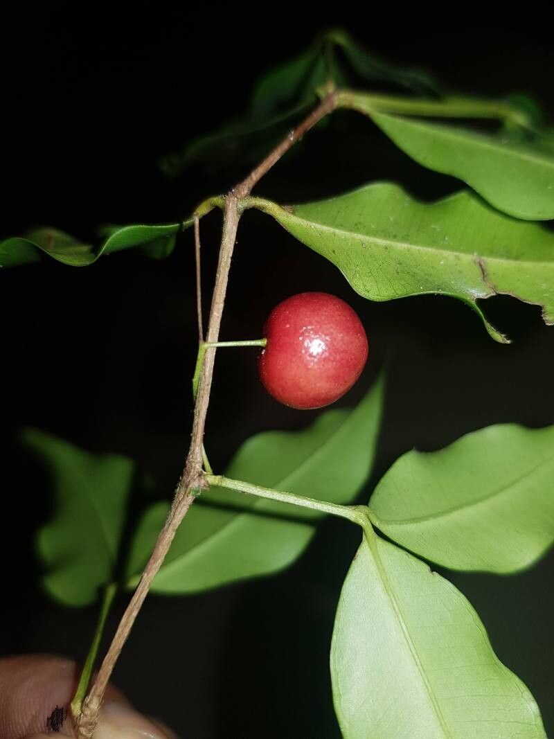 Myrcia hylobates fruit