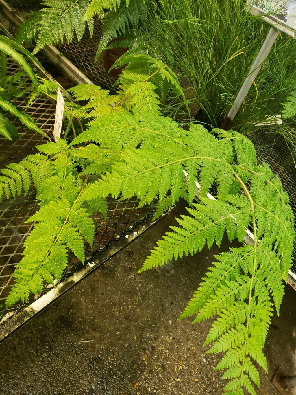 Hypolepis tenuifolia habit