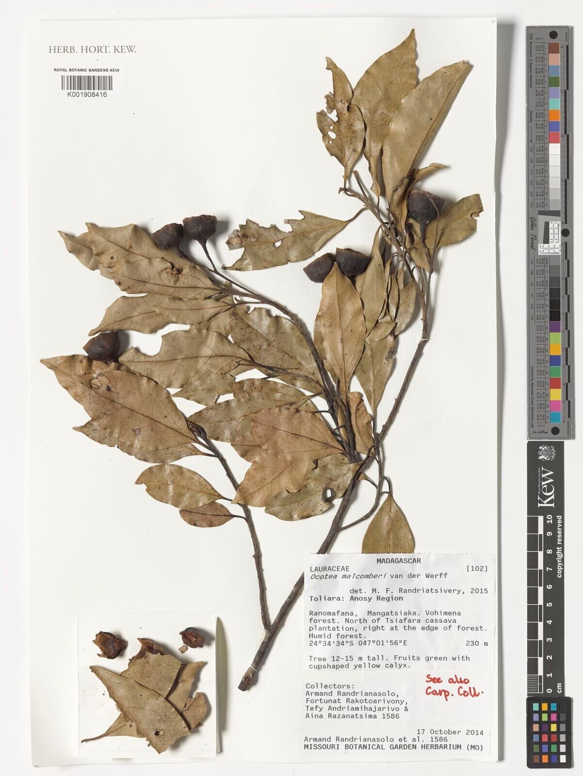 Ocotea malcomberi — houseplant care guide