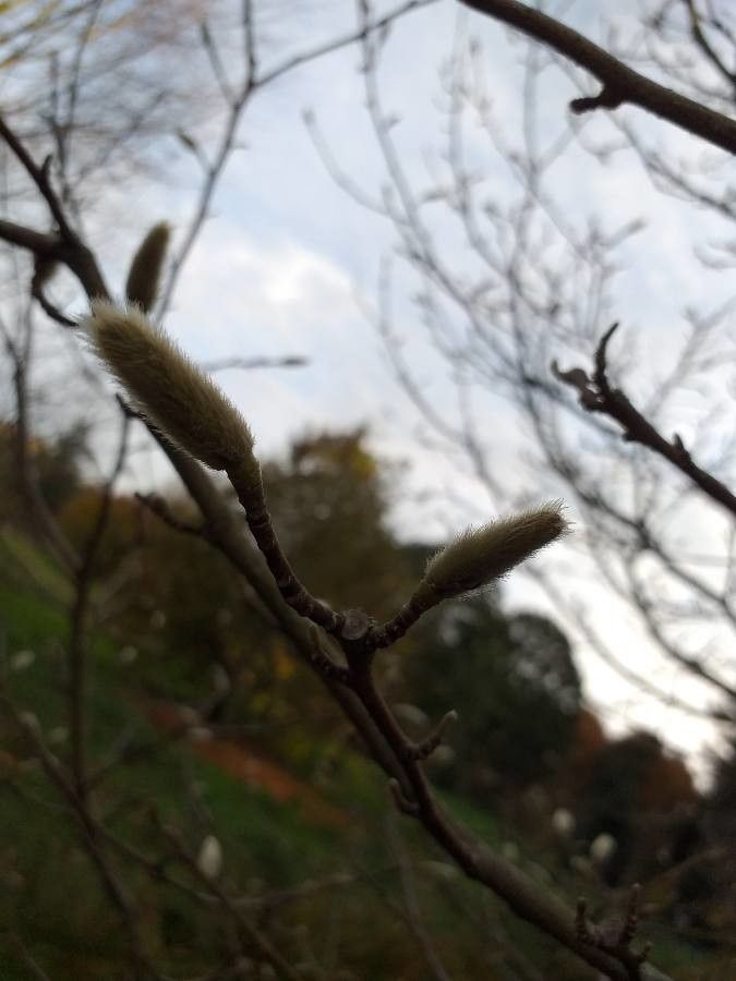 Magnolia × proctoriana flower