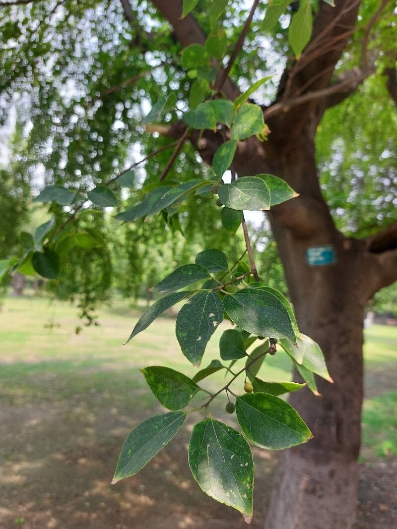 Celtis eriocarpa leaf