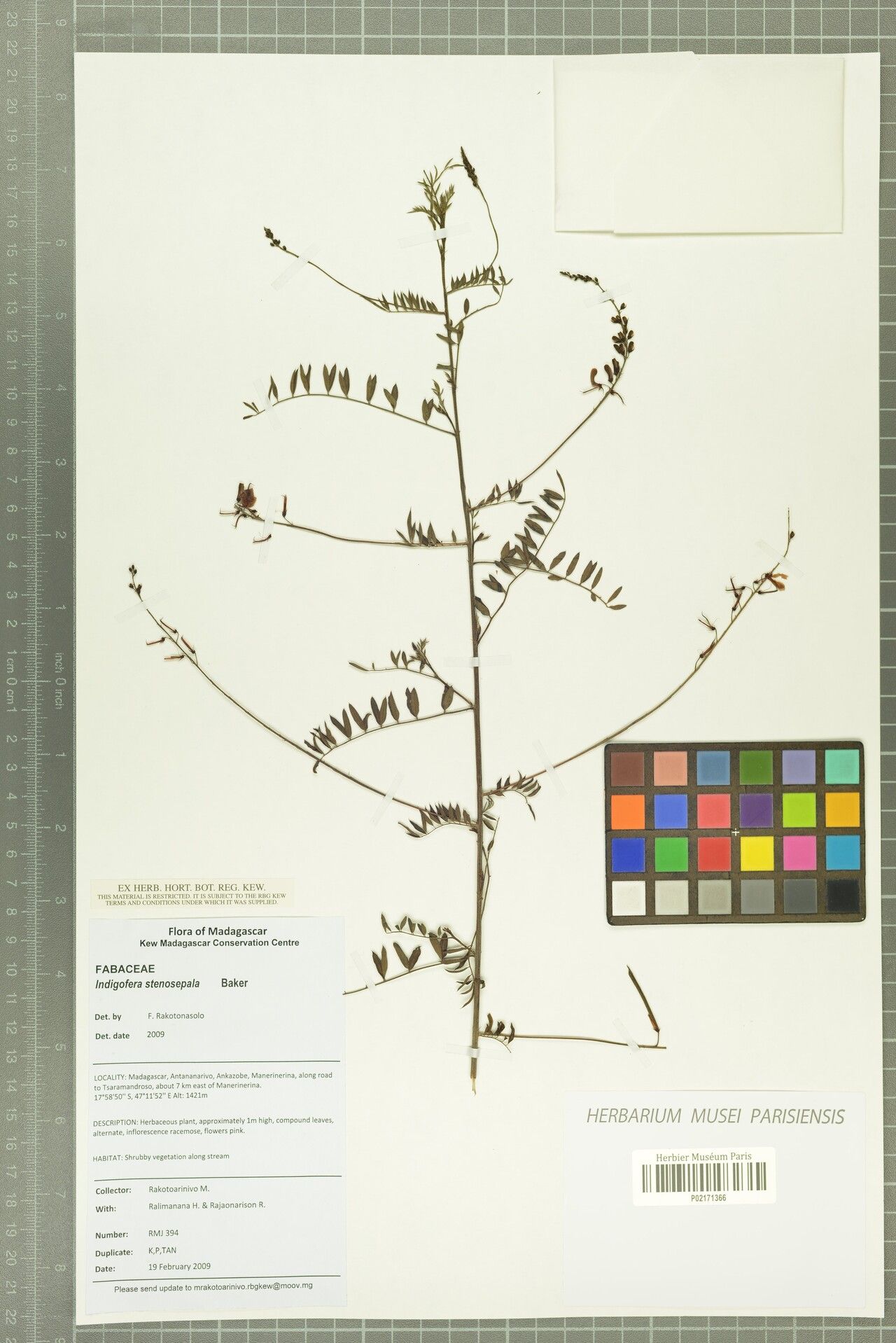 Indigofera stenosepala — houseplant care guide