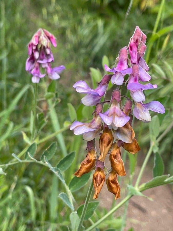 Lathyrus jepsonii — search result for 'Lathyrus'
