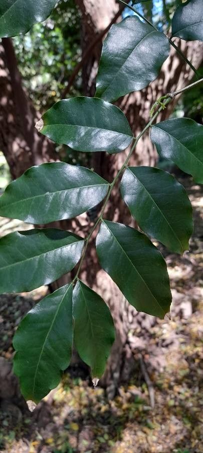 Myrocarpus frondosus — houseplant care guide