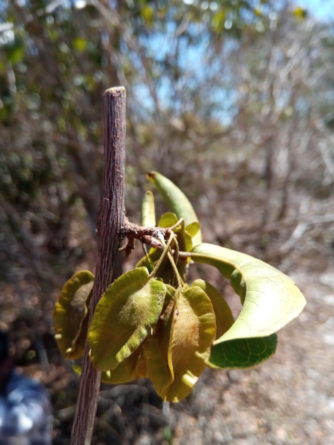 Combretum meridionalis fruit