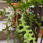 Selenicereus anthonyanus