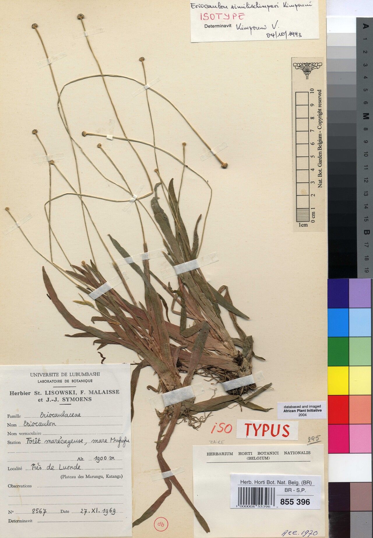 Eriocaulon similischimperi — houseplant care guide