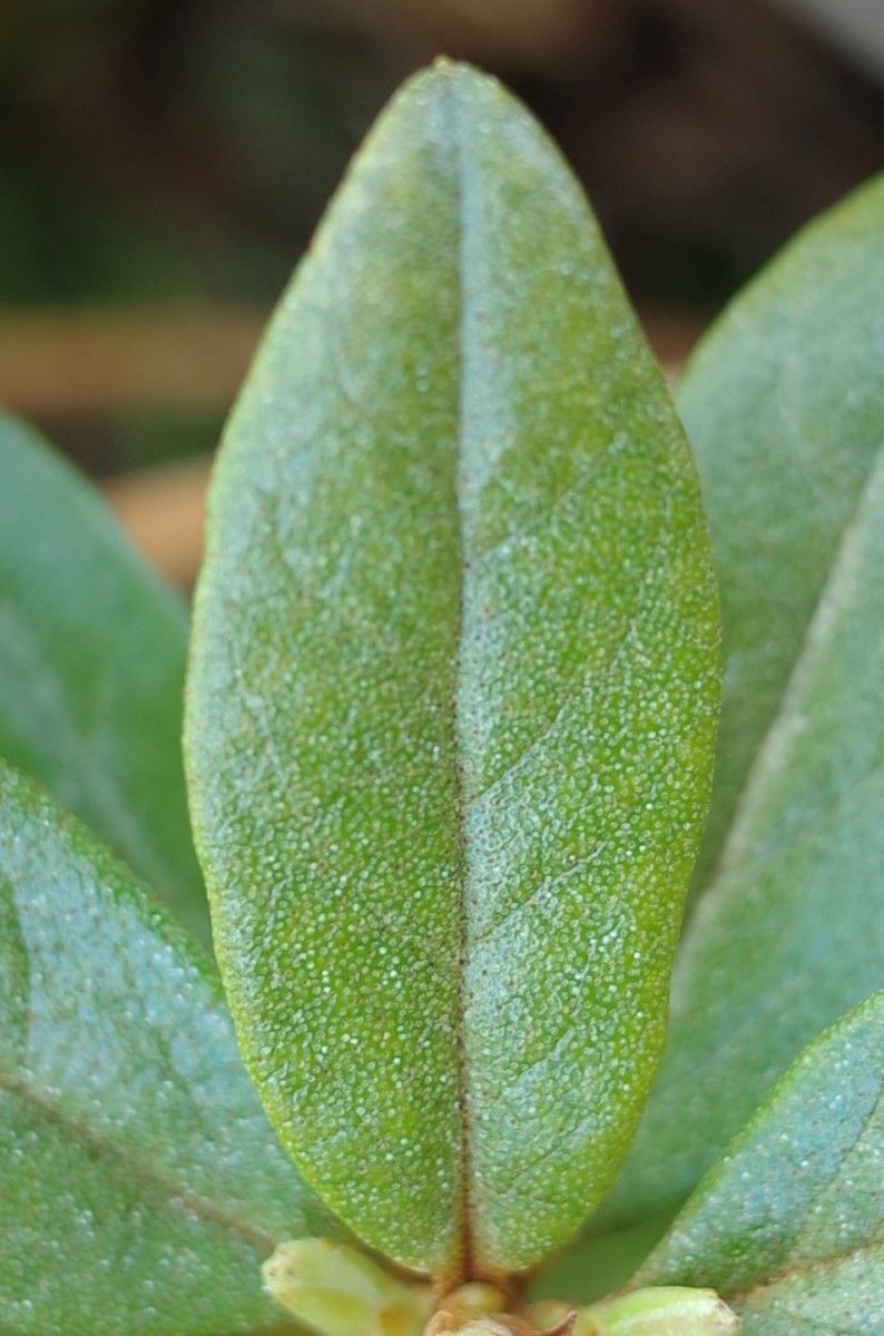 Rhododendron russatum leaf