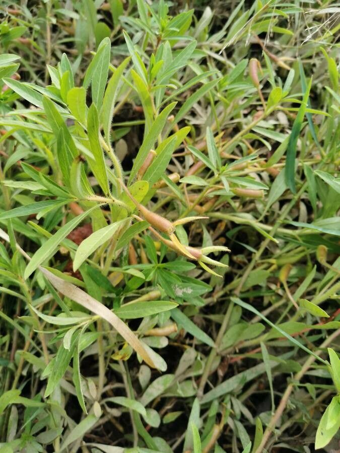 Ludwigia grandiflora fruit