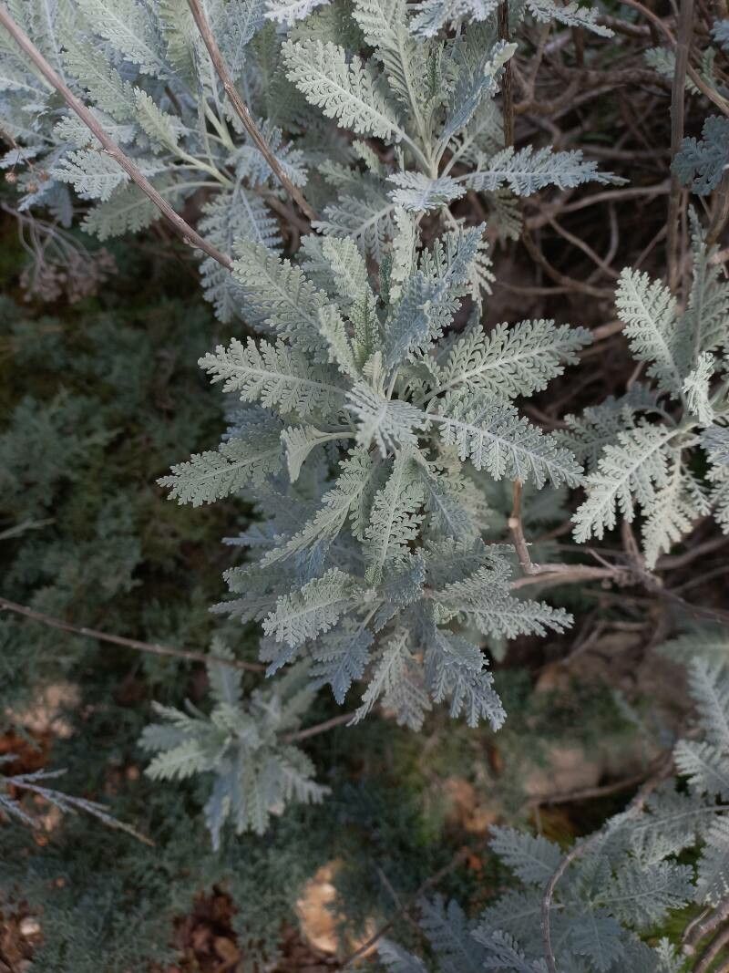 Tanacetum ptarmiciflorum leaf