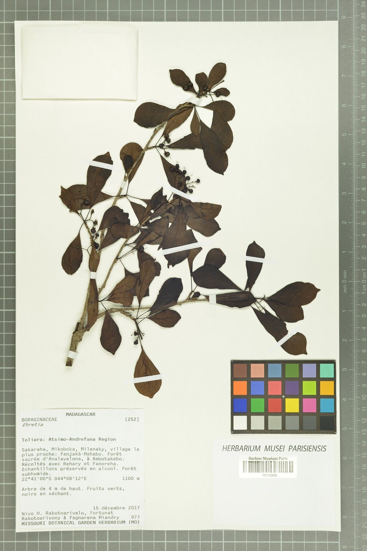 Ehretia seyrigii — search result for 'Ehretia'