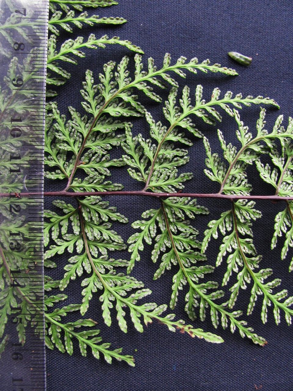 Hemionitis membranacea — houseplant care guide