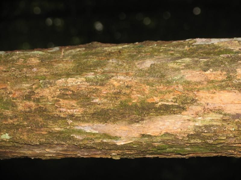 Mouriri collocarpa — search result for 'Mouriri'