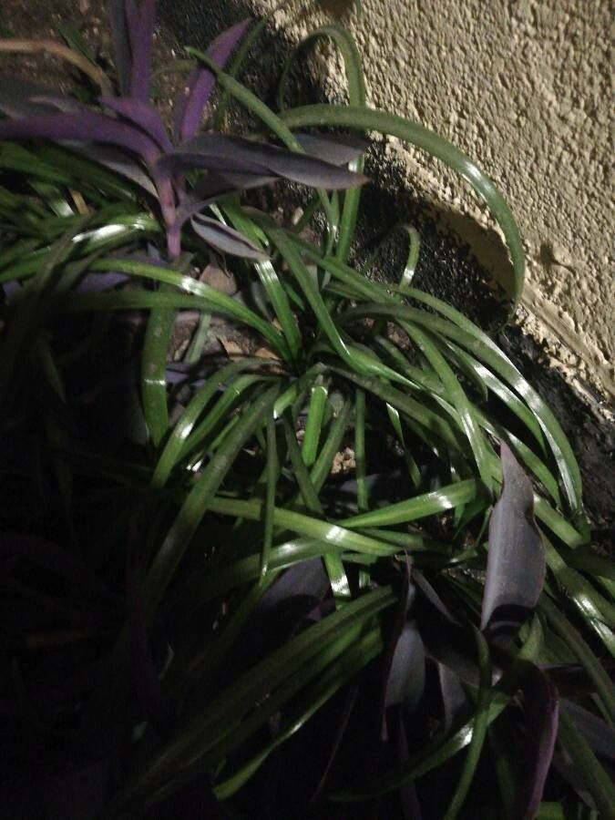 Ophiopogon japonicus fruit