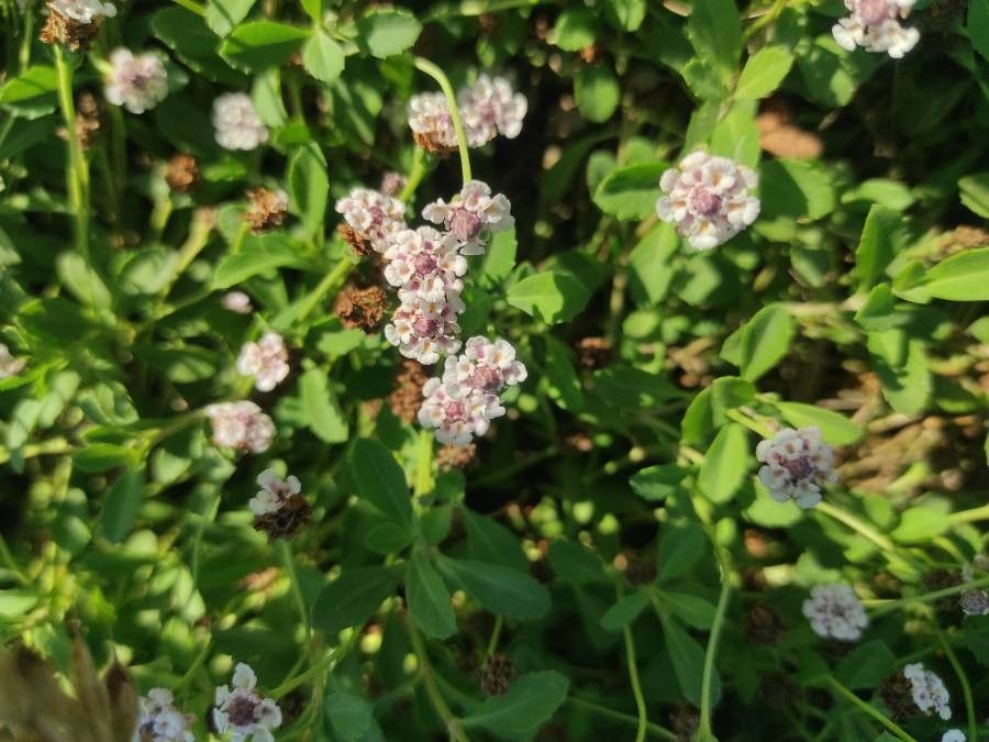 Phyla canescens flower