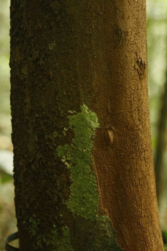Iryanthera hostmannii bark