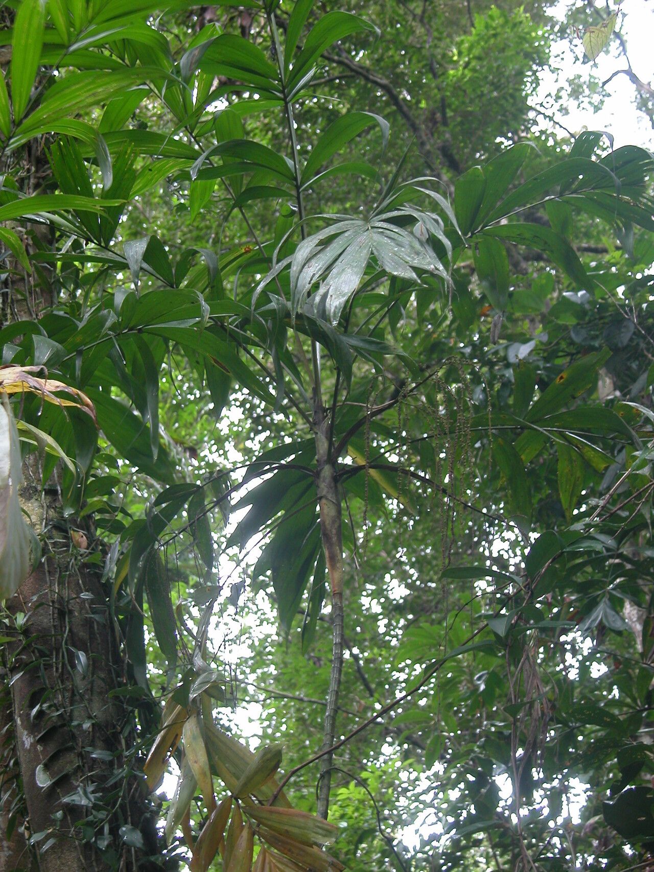 Dypsis hiarakae — houseplant care guide