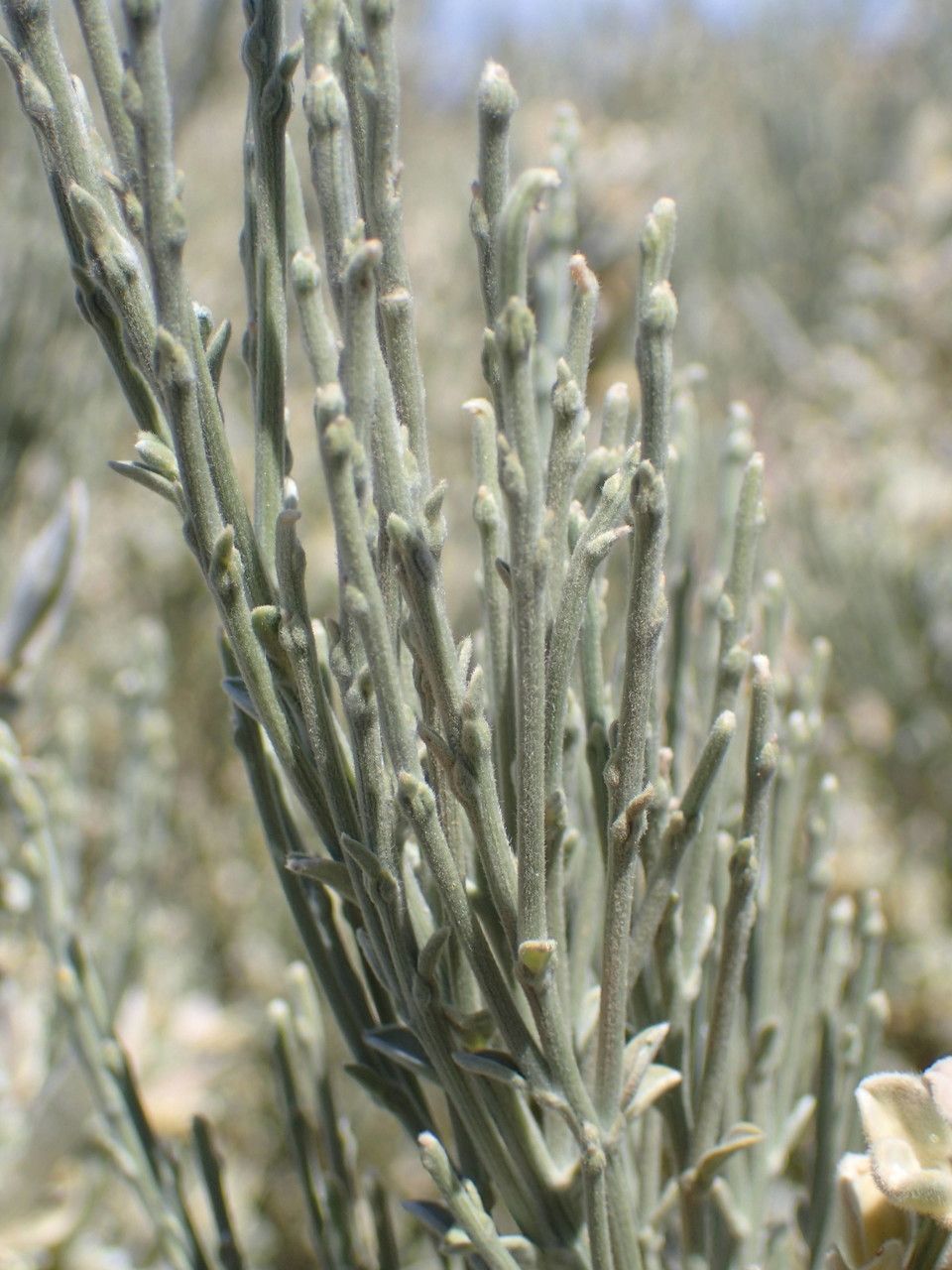 Genista benehoavensis flower