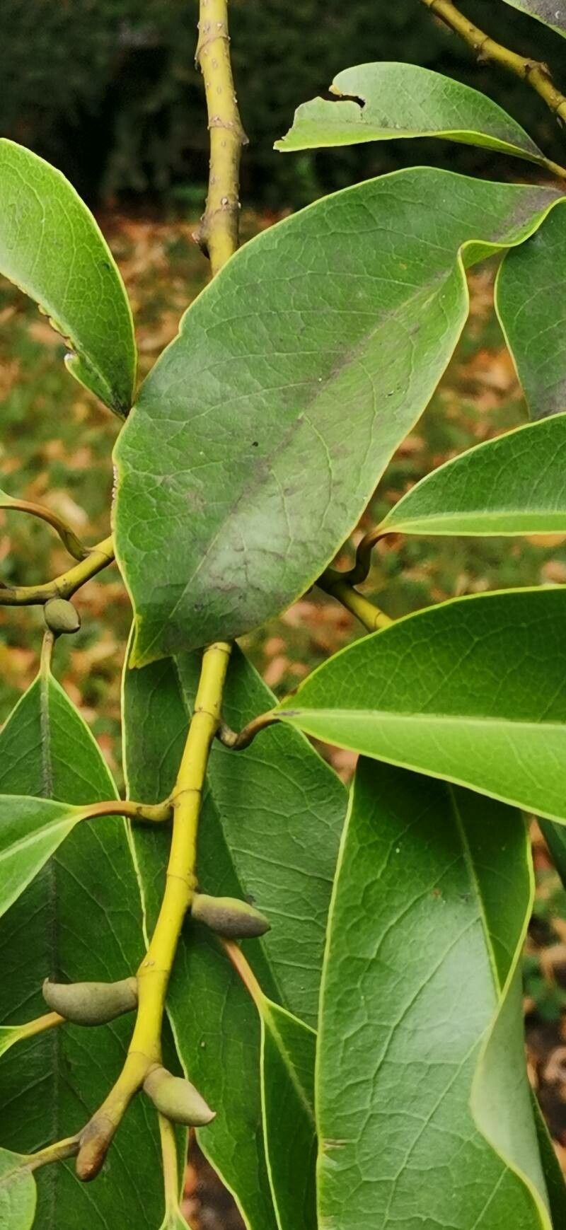 Magnolia ernestii — houseplant care guide