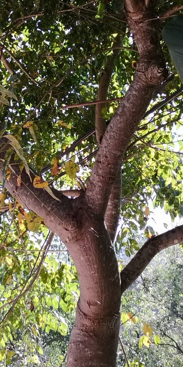 Trichilia emetica bark