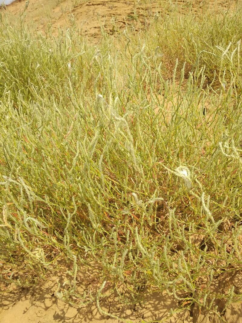 Corispermum pallasii habit