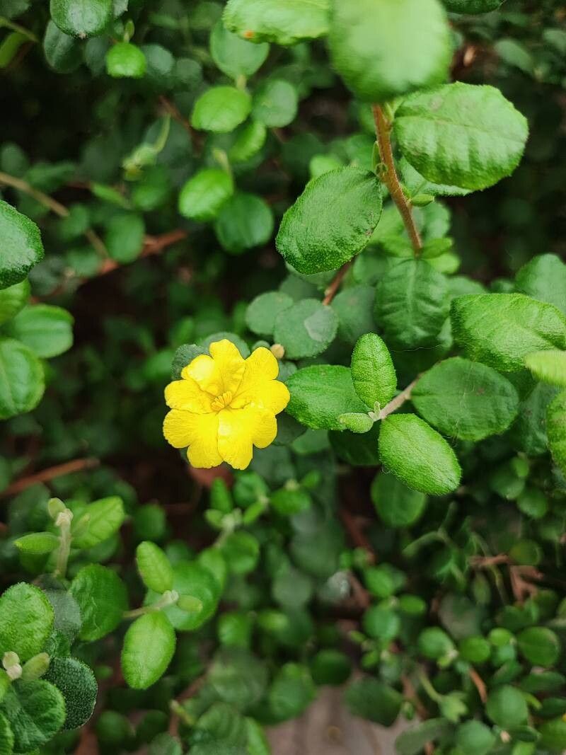 Hibbertia empetrifolia — houseplant care guide