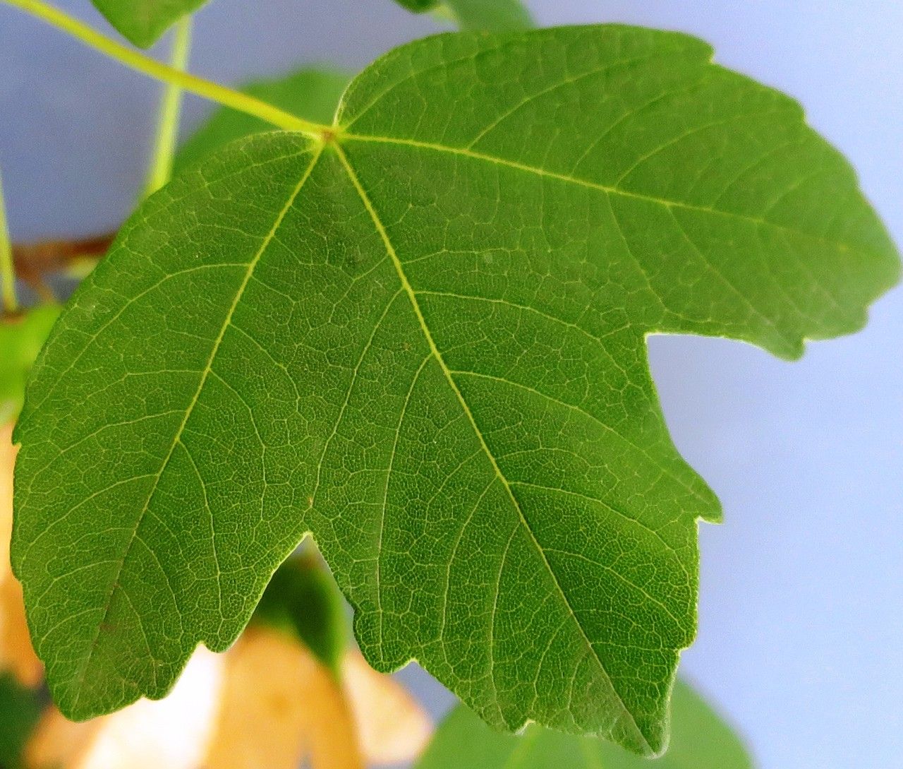 Acer x peronai — houseplant care guide