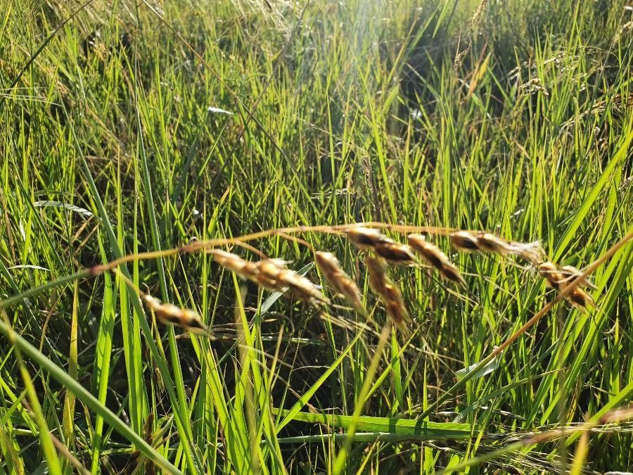 Sorghum purpureosericeum fruit
