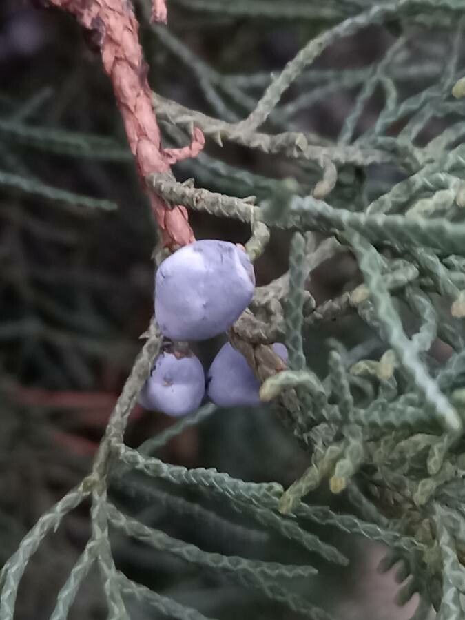 Juniperus osteosperma fruit