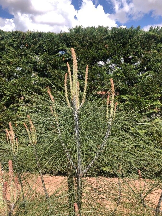 Pinus sabiniana leaf