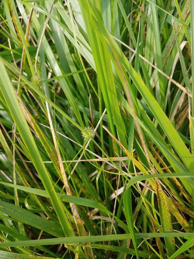 Cyperus brevifolius fruit