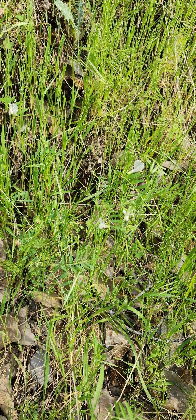 Vicia michauxii other
