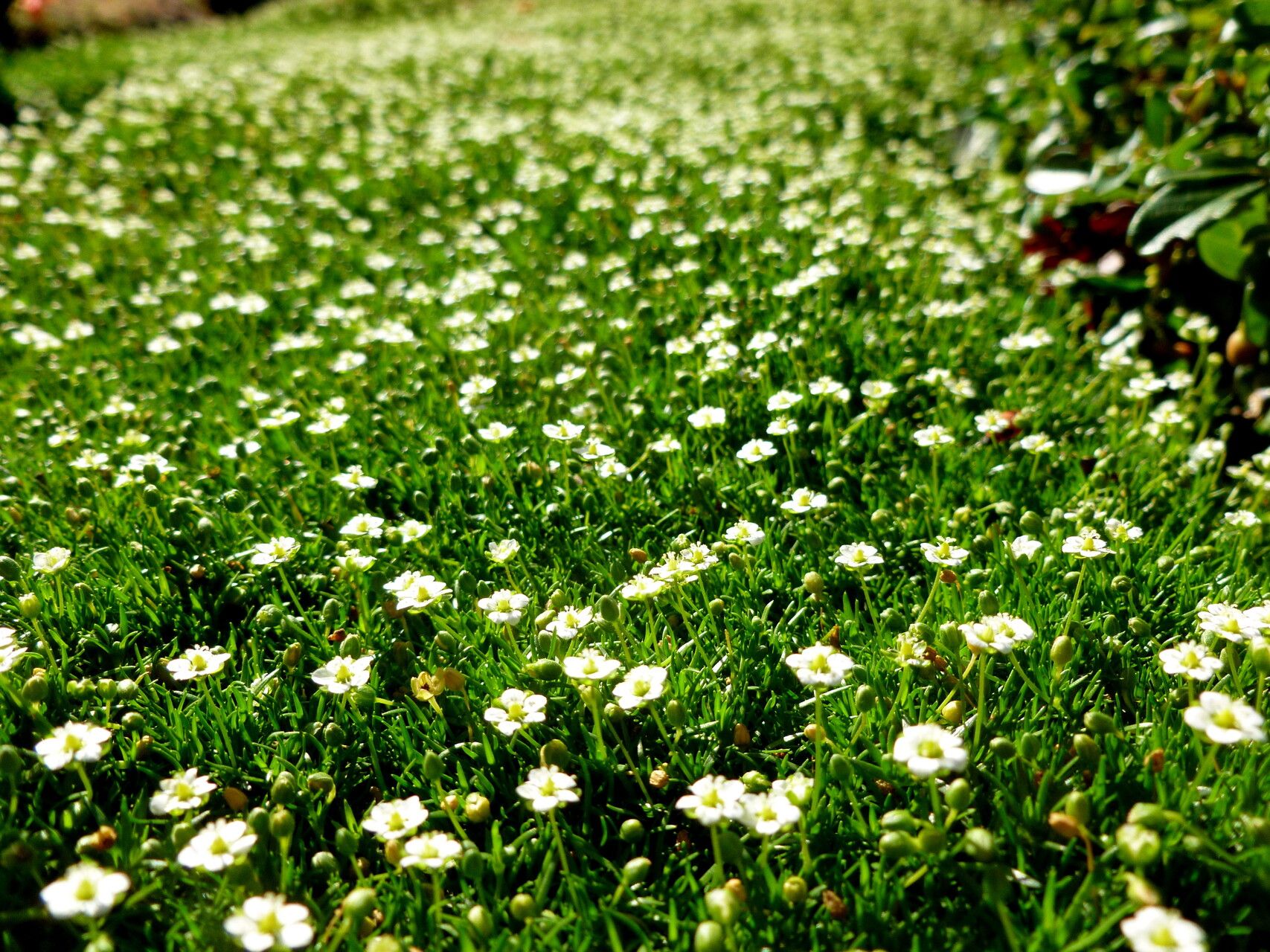Sabulina michauxii habit