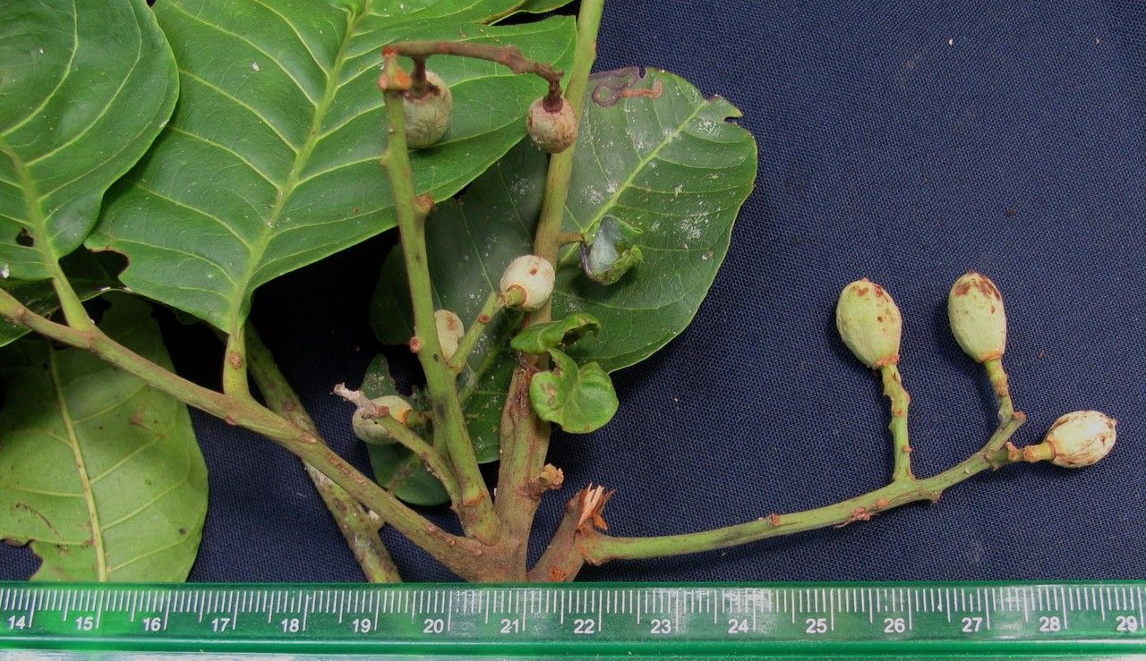 Trichilia pittieri — search result for 'Meliaceae'