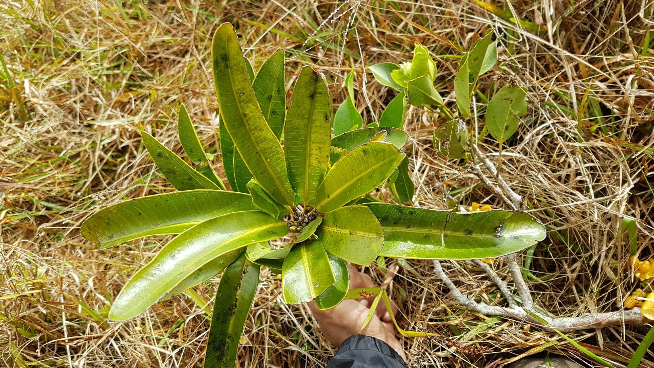 Syzygium neocaledonicum leaf