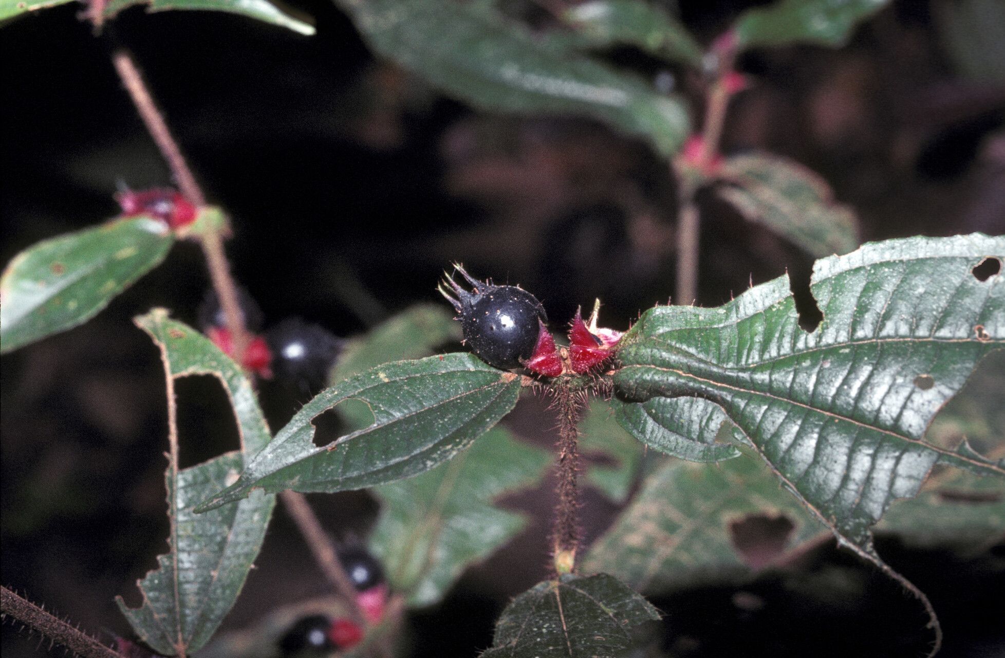 Miconia mayeta fruit