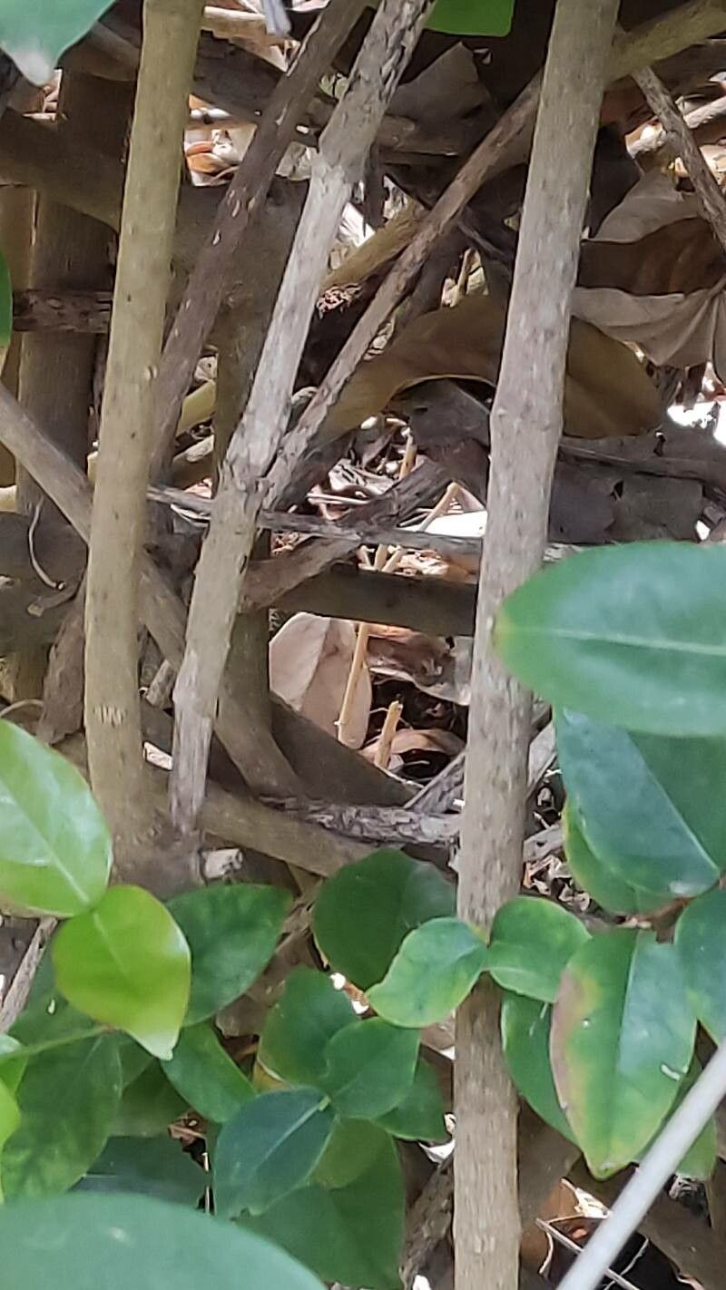 Heteropterys chrysophylla bark