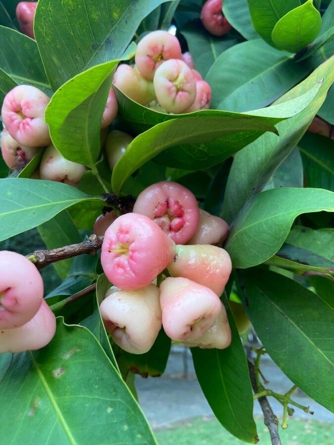 Syzygium samarangense fruit