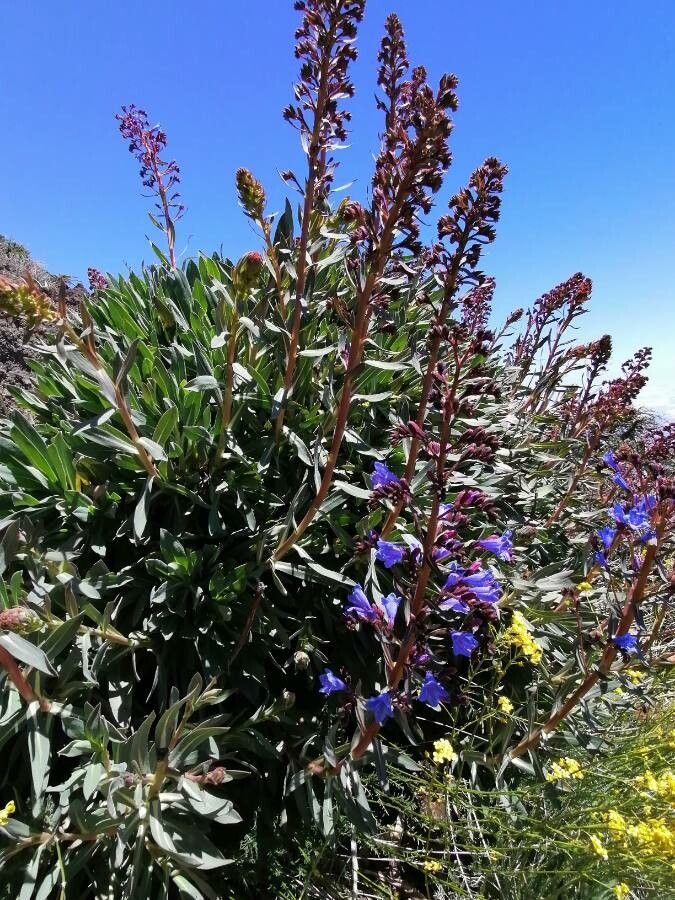 Echium gentianoides habit