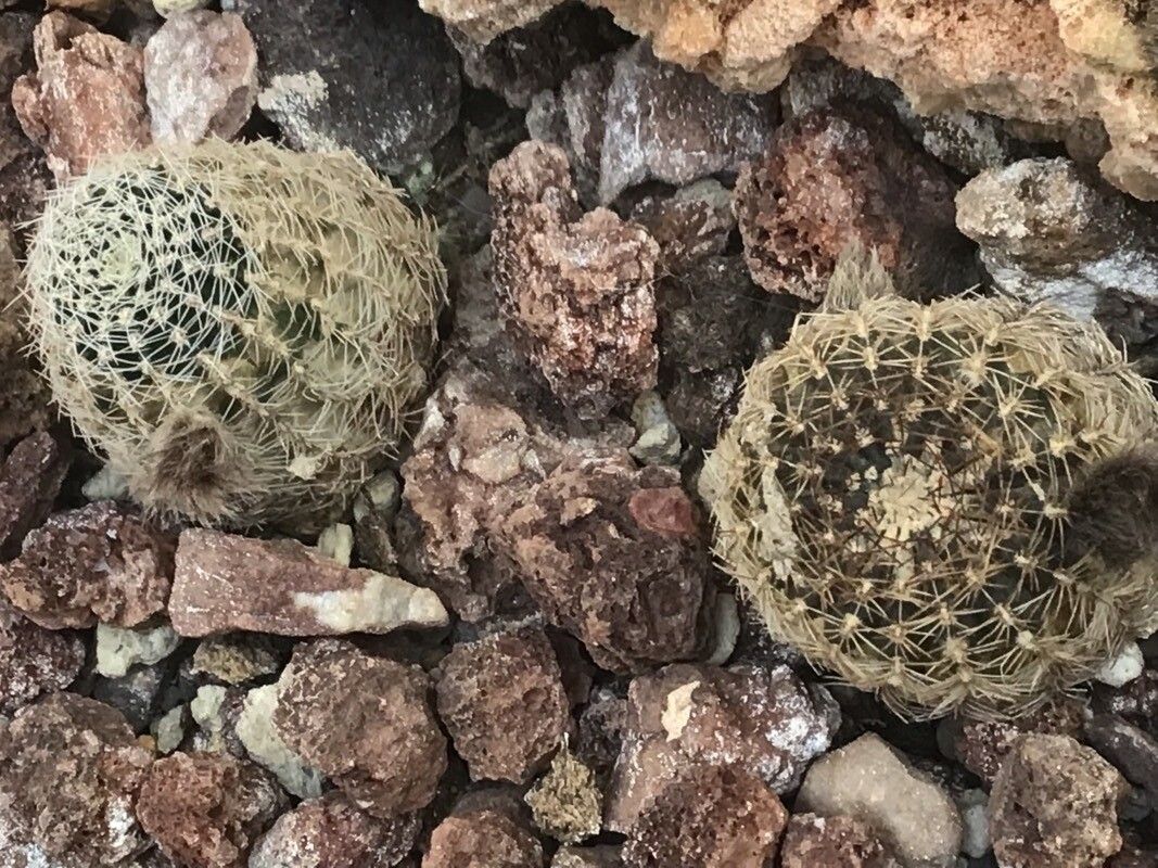 Rebutia tiraquensis leaf